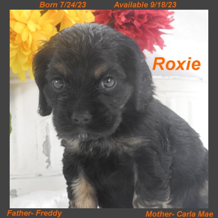 puppy, for, sale, Cocker Spaniel, Joe & Cherri  Overlease, dog, breeder, Miller, MO, dog-breeder, puppy-for-sale, forsale, nearby, find, puppyfind, locator, puppylocator, aca